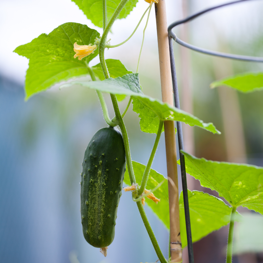 Bringing Farm to Your Neighborhood