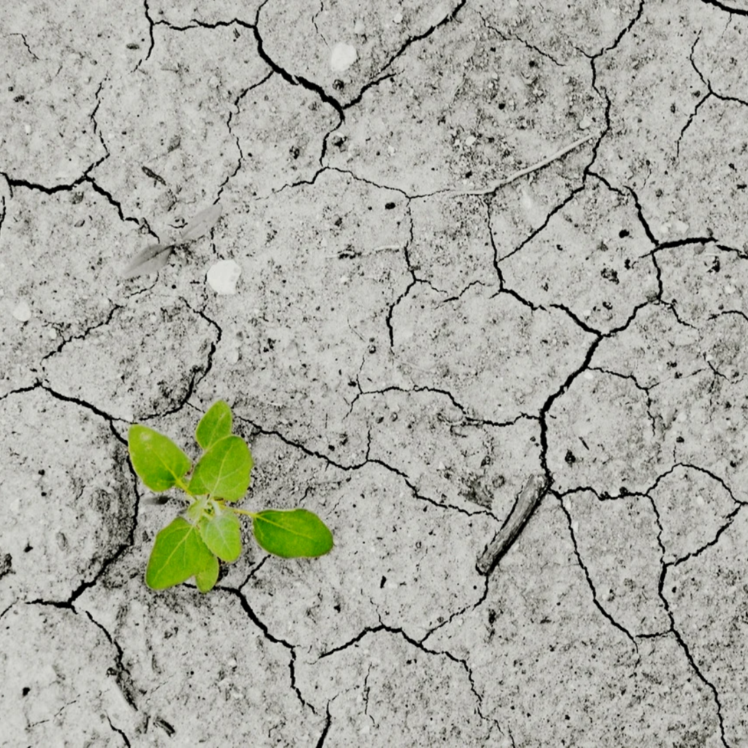 Freshness Meets Flavor at Your Favorite Cafes